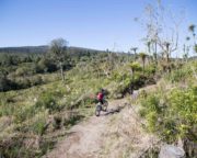 The Timber Trail Cycle Trail in 1 or 2 Days